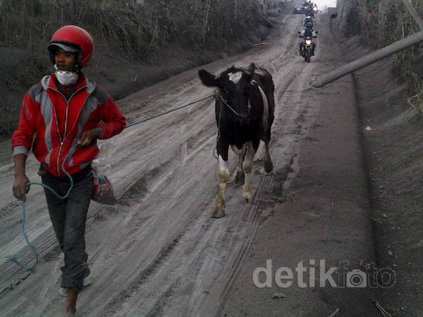 Warga Munjung Kembali Selamatkan Ternak