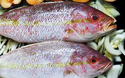 Awas, Konsumsi Kakap Merah dan Kerapu Beracun Bisa Ganggu Hubungan Seks!