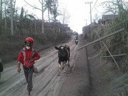 UGM Kirim Tim Relawan Atasi Ternak Pengungsi Kelud