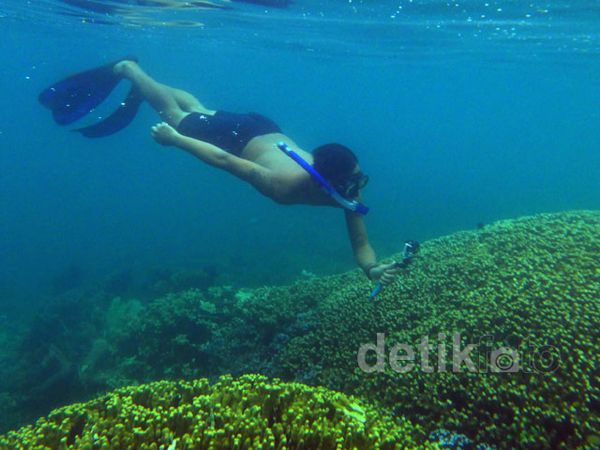 Menikmati Keindahan Bawah Laut Pulau Pahawang
