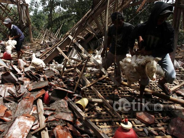 Abu Vulkanik Kelud Rusak Peternakan Ayam
