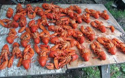 Dahulu Lobster Dijuluki Kecoak Laut dan Dikonsumsi Masyarakat Miskin