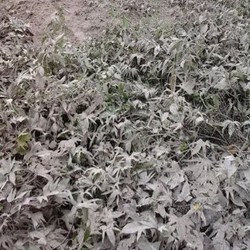 Kerusakan Lahan Pertanian di Kabupaten Malang Capai Rp 134 Miliar