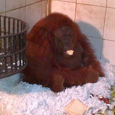 Bayi Orang Utan Lahir, Koleksi Taman Safari II Prigen Jadi 25 Ekor