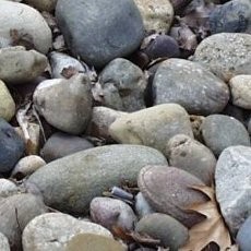 Selingkuh, Pasangan Kekasih di Pakistan Dirajam Hingga Tewas