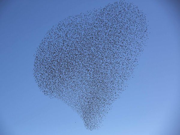 Pesan Cinta Burung Jalak