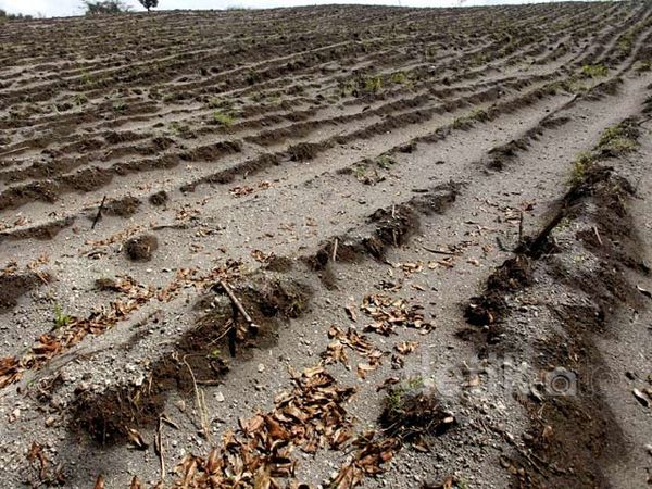 Material Vulkanik Kelud Rusak Lahan Perkebunan