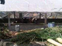 Kekurangan Pakan, Sapi Perah Pengungsi Kelud Tak Bisa Produksi Susu