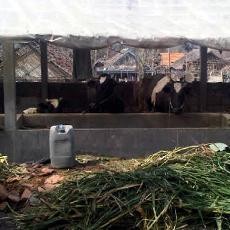 Kurang Pakan, Sapi Perah Pengungsi Kelud Tak Bersusu