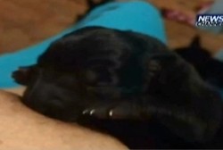 Ibu Susui Anak Anjing yang Ditemukan di Tempat Sampah, Bahayakah?