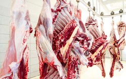 Inilah Proses Penyembelihan Sapi Bersertifikat Halal di Australia