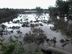 Petani Bingung karena Sawahnya Jadi Seperti Ini Akibat Lahar Dingin Kelud