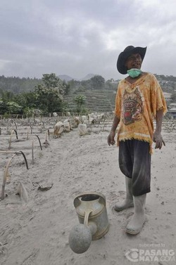 Petani Ini Hanya Bisa Memandangi Sawahnya yang Rusak Tertutup Abu Kelud