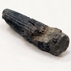 Pertama Kali! Fosil Dinosaurus Berumur 75 Juta Tahun Ditemukan di Malaysia