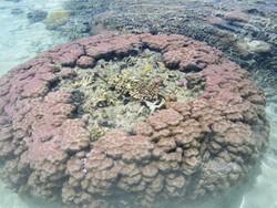 Togean, Surga Bawah Laut dari Sulawesi