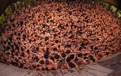 Hadaka Matsuri, Festival Telanjang di Jepang