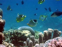 Bunaken, Taman Nasional Favorit Traveler di Indonesia