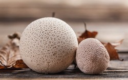 Jamur Puffball, Jamur Bola yang Empuk dan Gurih Seperti Tahu