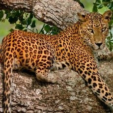 Tragis! Bocah India Tewas Diserang Macan Tutul Saat ke Toilet