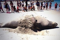 Lucunya, Anjing Laut Ini Berjemur Seperti Turis