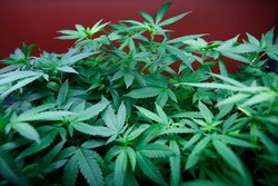 Rayakan Ultah dengan Kue Bercampur Marijuana, Mahasiswa Ini Alami Koma