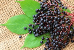 Meskipun Mungil, Elderberry Berkhasiat Hebat Atasi Flu dan Pilek