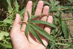 Demi Sembuhkan Kejang, Orang Tua Berikan Ganja pada Anak