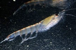 Minyak Krill Bernutrisi Lebih Hebat dari Minyak Ikan