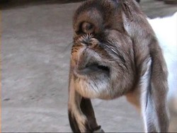 Anak Kambing Cyclops Hebohkan Warga Bantul