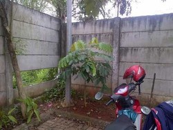 Polisi Duga Perampok WN Korea Tahu Kondisi Kompleks di Cipayung