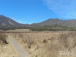 Musim Kemarau, Padang Lavender Oro-Oro Ombo Tetap Memukau