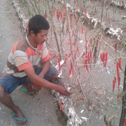 Kisah Petani Cabai yang Menangis karena Rugi Ratusan Juta Akibat Letusan Kelud