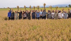 Panen Padi, SBY: Rasanya Tenteram Lihat Padi Seperti Ini