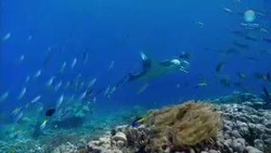 Indonesia, Suaka Terbesar Dunia untuk Ikan Pari Manta