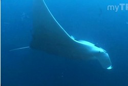 Biarkan Manta Menari