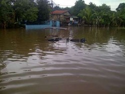 Kusir dan Delman Hanyut Terbawa Arus di Petukangan Selatan
