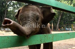 7 Ekor Gajah Riau Kembali Ditemukan Mati Tak Wajar