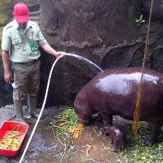 Bayi Kuda Nil Kerdil & Unta Punuk Dua Baru Dilahirkan di TSI II Prigen