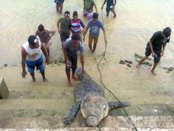 Ini Penampakan Buaya Pemakan Bocah yang Ditangkap Warga Pulau Semau NTT