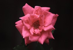 Pinky in The Darkness