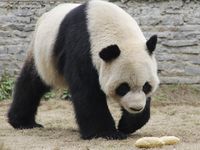 China Sewakan 2 Panda ke Belgia