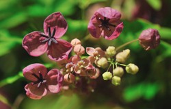 Akebia, si Anggur Cokelat yang Beraroma Unik