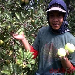 Lahan Perkebunan Apel Malang Susut 70% Sejak Tahun 1980-an