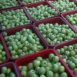 Petani Sebut Harga Apel Malang Lebih Murah Rp 2.000/Kg daripada Produk Impor