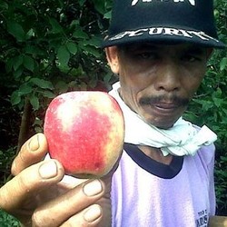 Petani Apel Malang Rugi, Biaya Produksi Rp 7.000/Kg Dihargai Rp 4.000/Kg