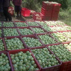 Petani Tak Hanya Diserbu Apel Impor, Tapi Juga Pestisida Asing