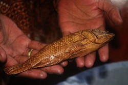 Percaya Tidak Percaya, Ada Ikan Batu yang Bikin Heboh Warga Karawang