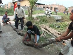 Temukan Ular Sanca 6 Meter, Warga Bingung Mau Diapakan