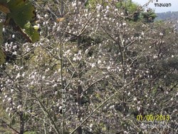 Bertualang di Agrowisata Wonosalam, Jombang