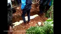 Ini Video Ritual Adat Kubur Buaya Pemakan Manusia
